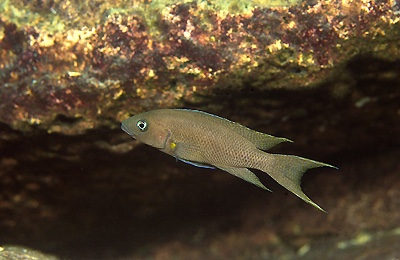 Neolamprologus sp. 'cygnus' Fulwe Rocks